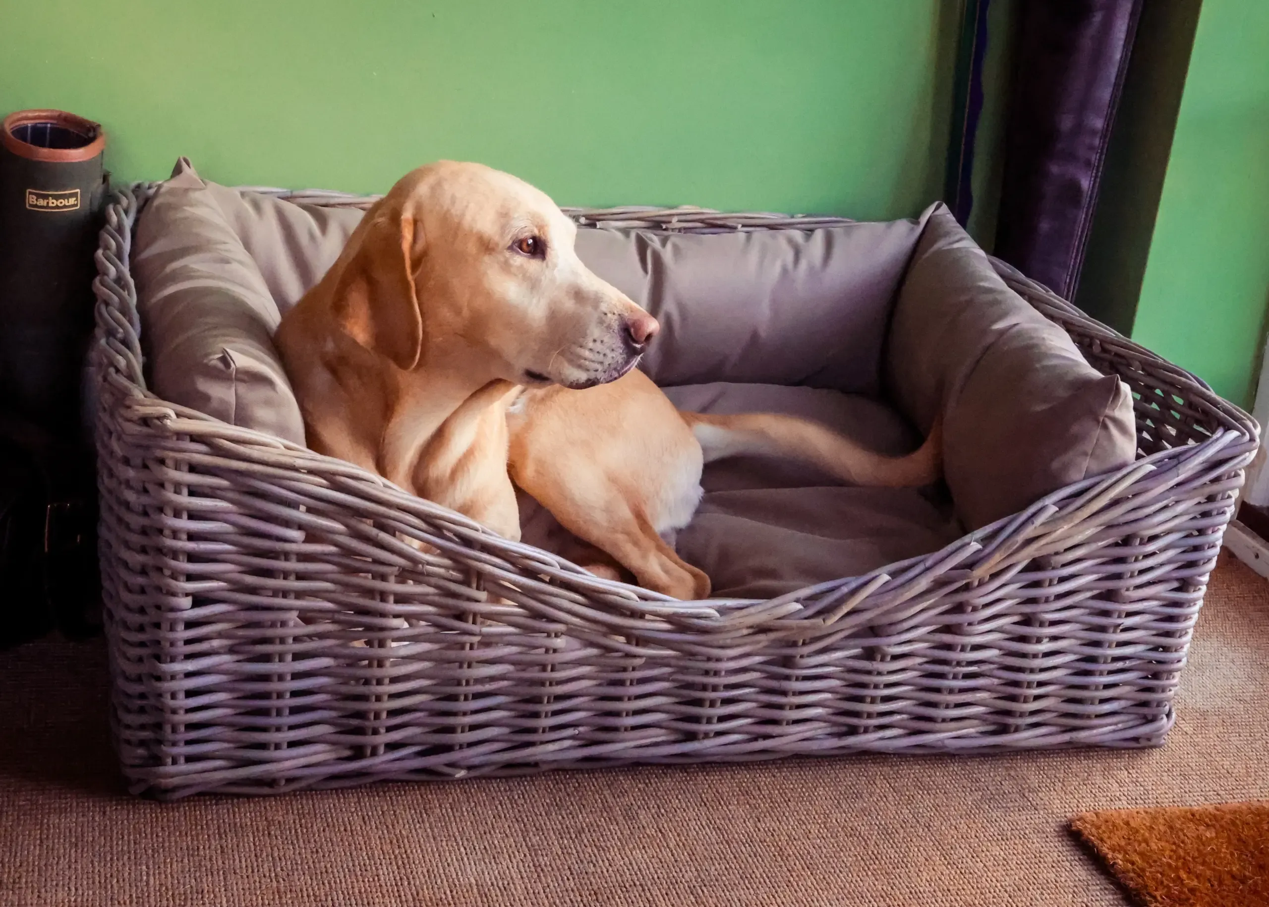 Carrington Home - Dog Beds